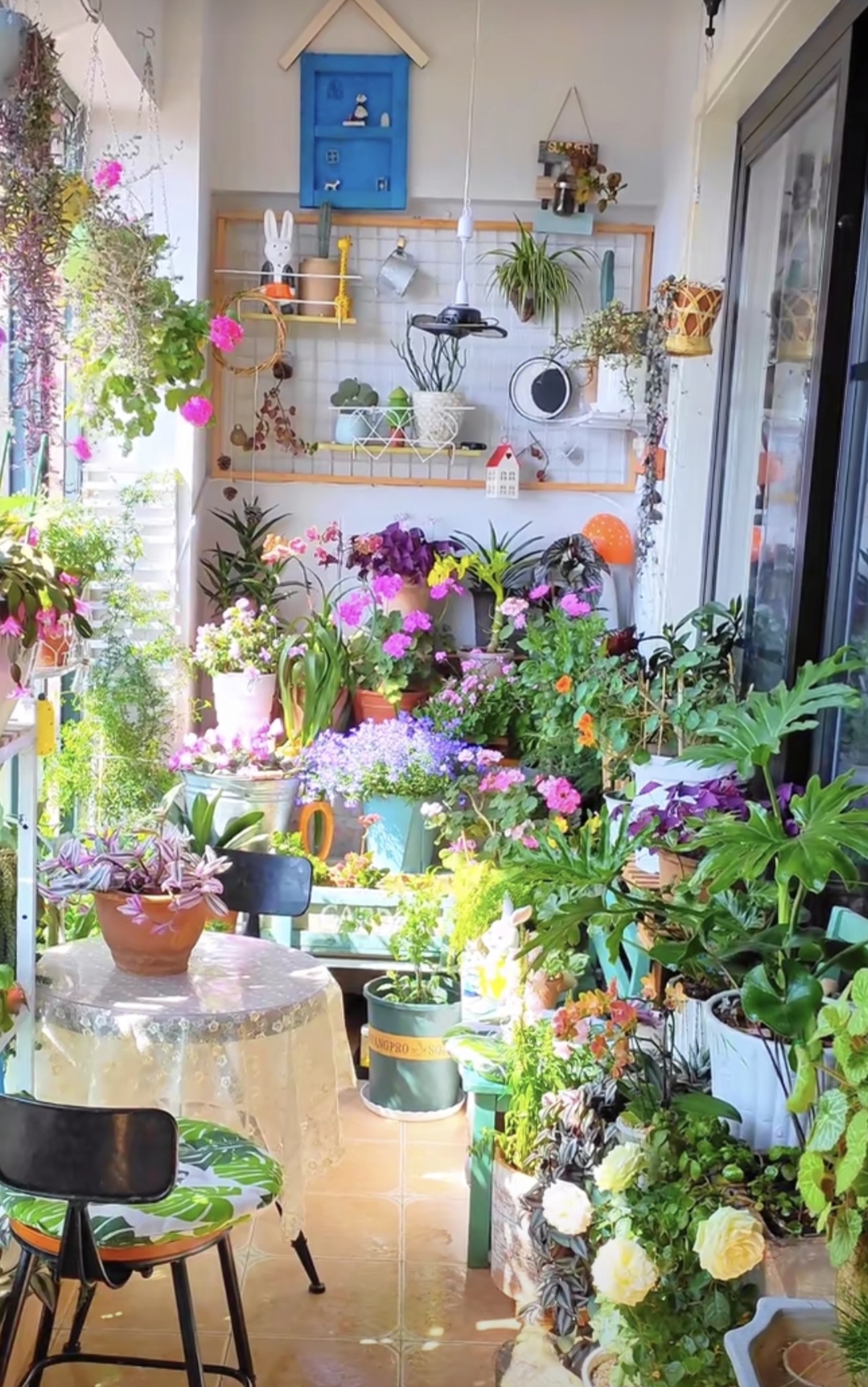 新手养花在店里买好还是网上买好,新手养花入门花种网购