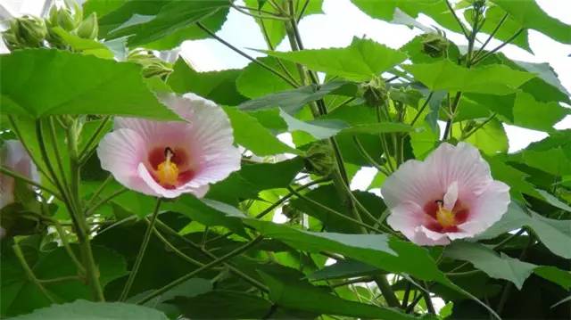 公园路边植物图片,路边的小植物有哪些