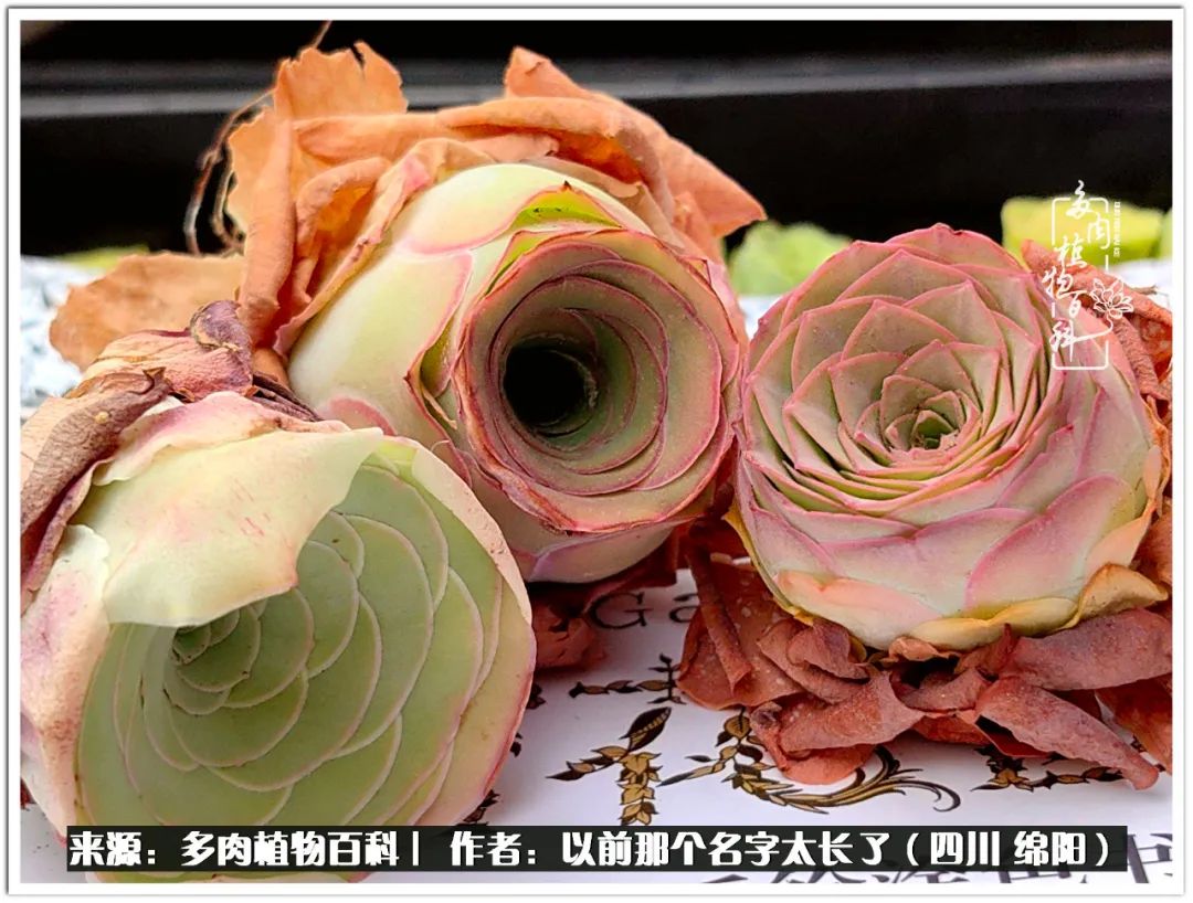 夏天山地玫瑰,小清新山地玫瑰