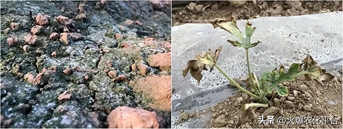 棚里土板结最好的解决方法,大棚土壤板结解决方法