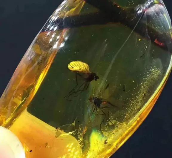 琥珀昆虫标本制作过程,琥珀标本的制作方法去气泡