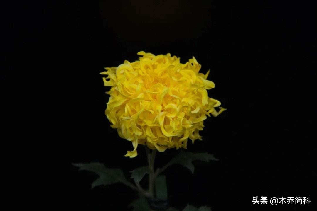 民俗文化中菊花的象征意义,菊在古代的象征意义和品质