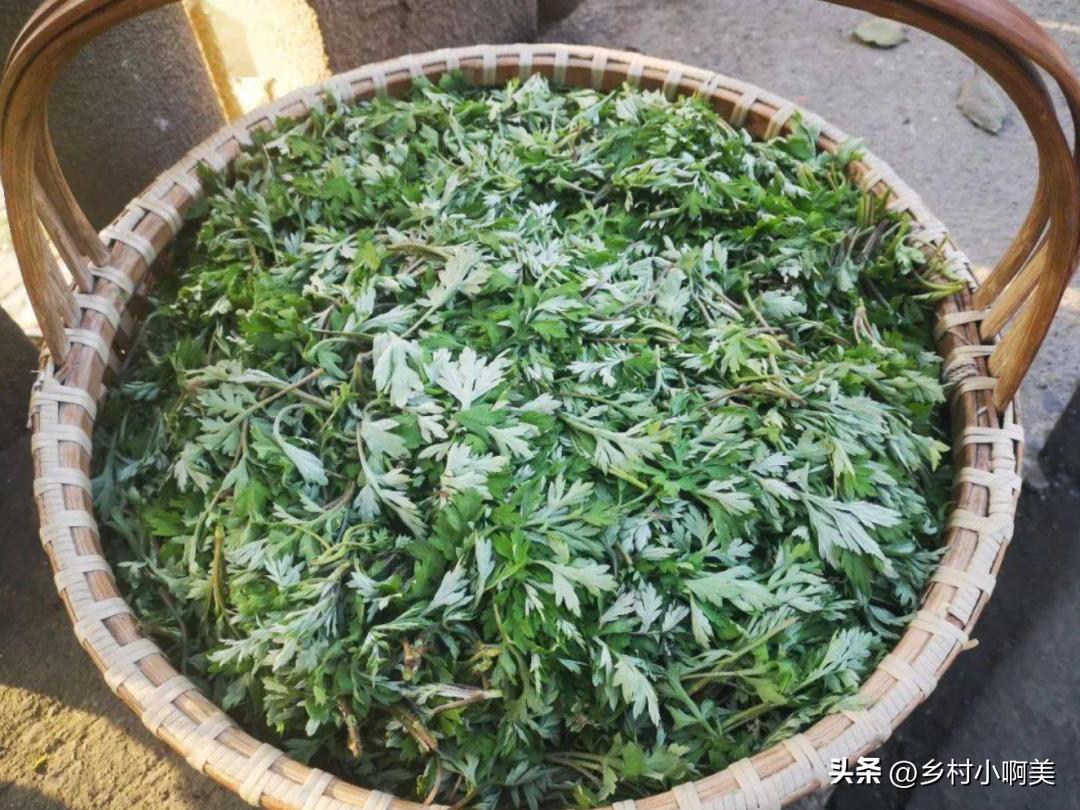 端午哪几种草煮水洗澡,端午采哪些草煮水洗澡