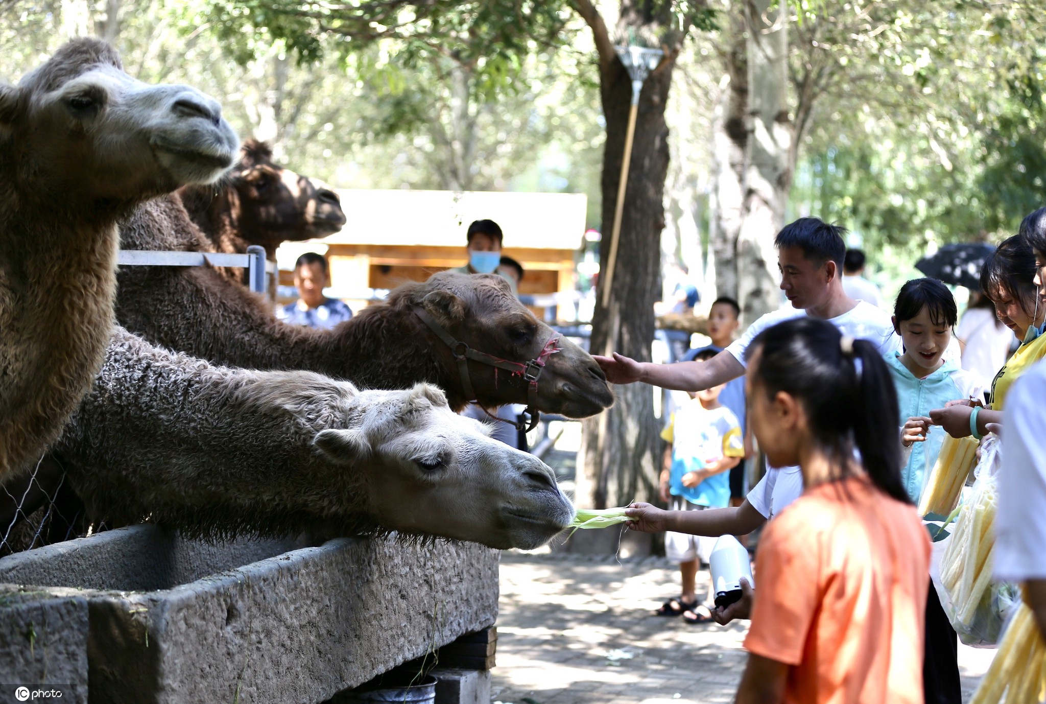 不用门票的遛娃地,长白岛森林公园游玩攻略带娃