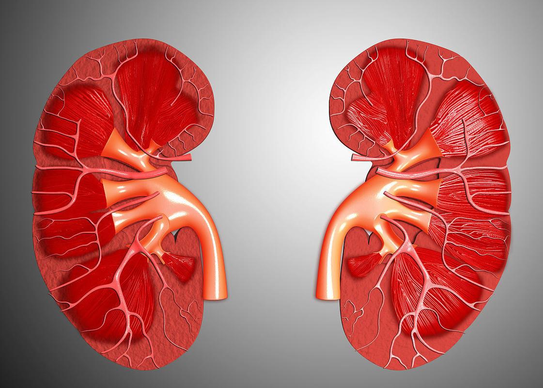 肾性高血压腰酸困,头晕肾病