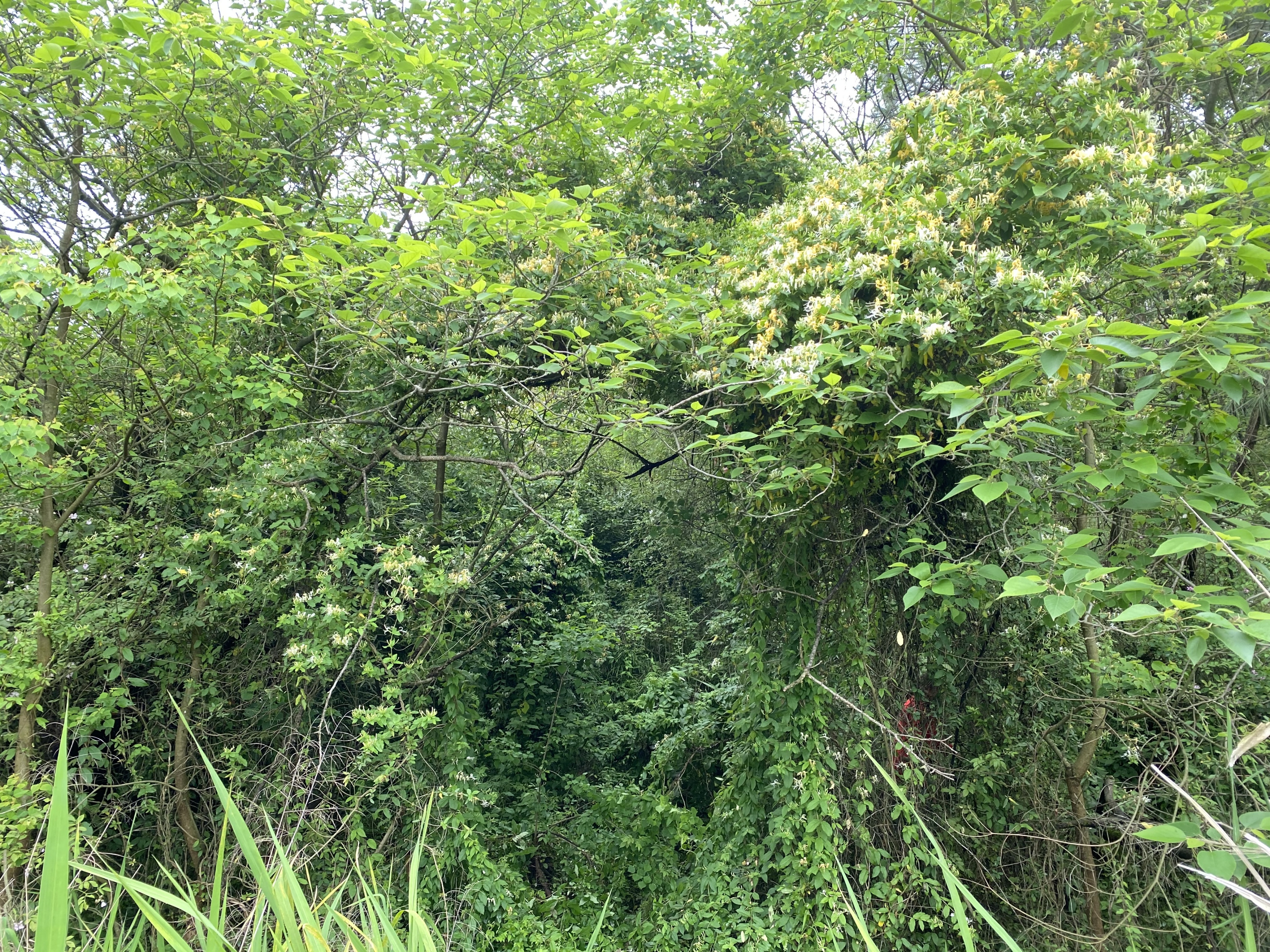 自制金银花茶,金银花茶最好的制作方法