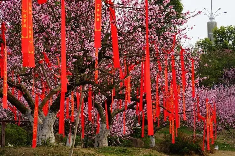 诗经桃夭的意思,诗经桃夭的意思是什么