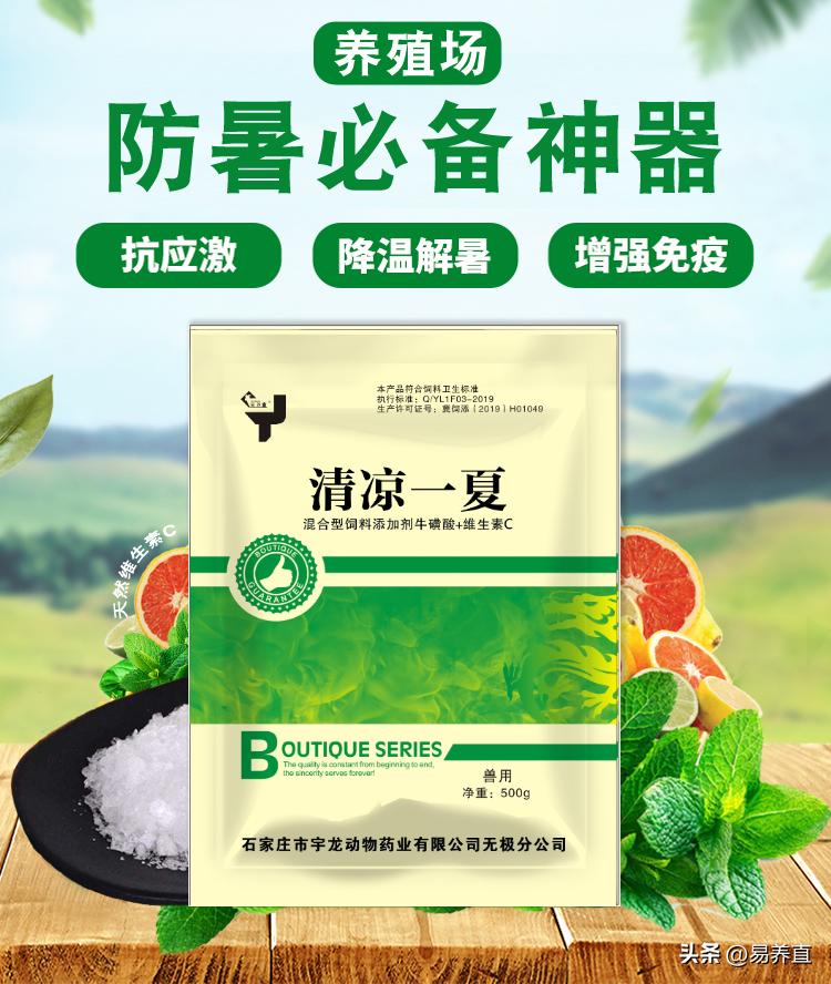 夏天鸡中暑后怎么快速救活,鸡群容易中暑怎么预防