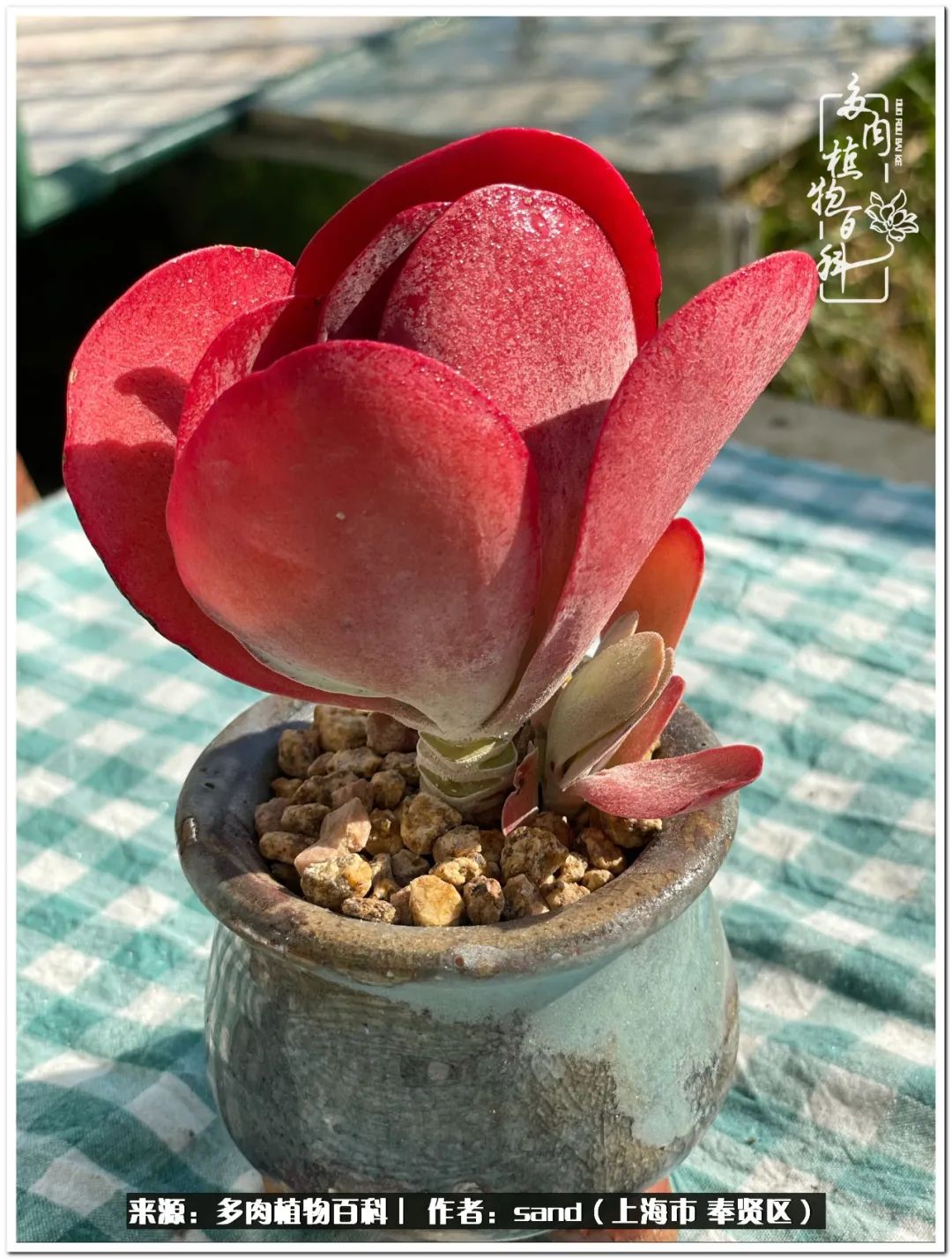 养点花草给生活添点乐趣,养点花花草草心情自然会好