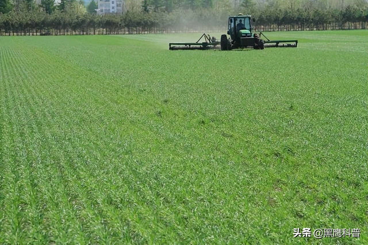 割青麦事件感想,割青麦做青饲料事件