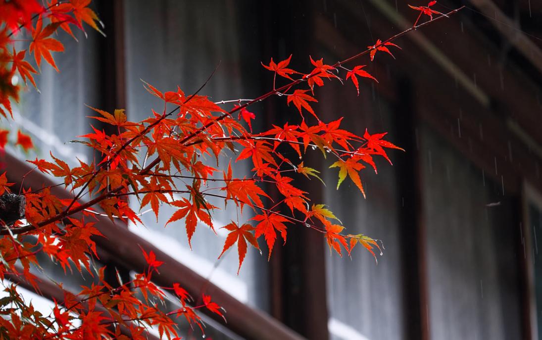 冷枫染红，霜叶流丹。不读这20首红叶诗词，辜负秋光烂漫