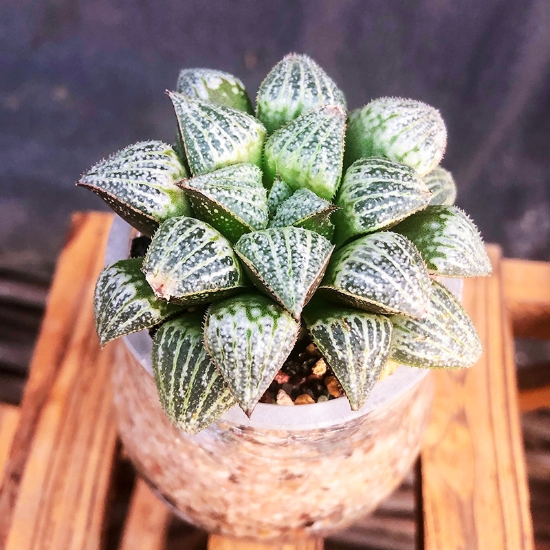 花看久了也厌了什么意思,花看腻了怎么办