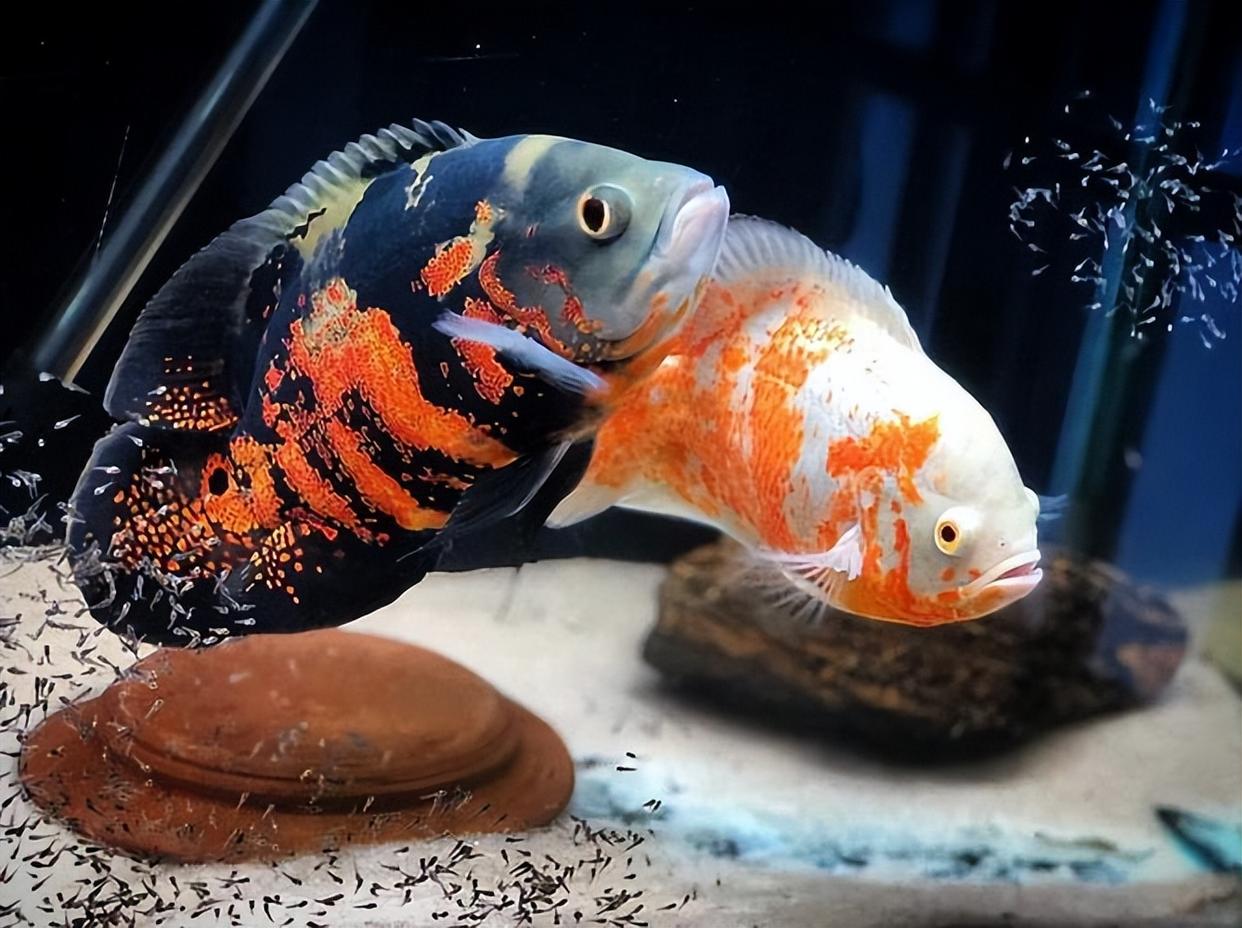 为什么不见地图鱼吃东西,地图鱼不爱游动怎么办