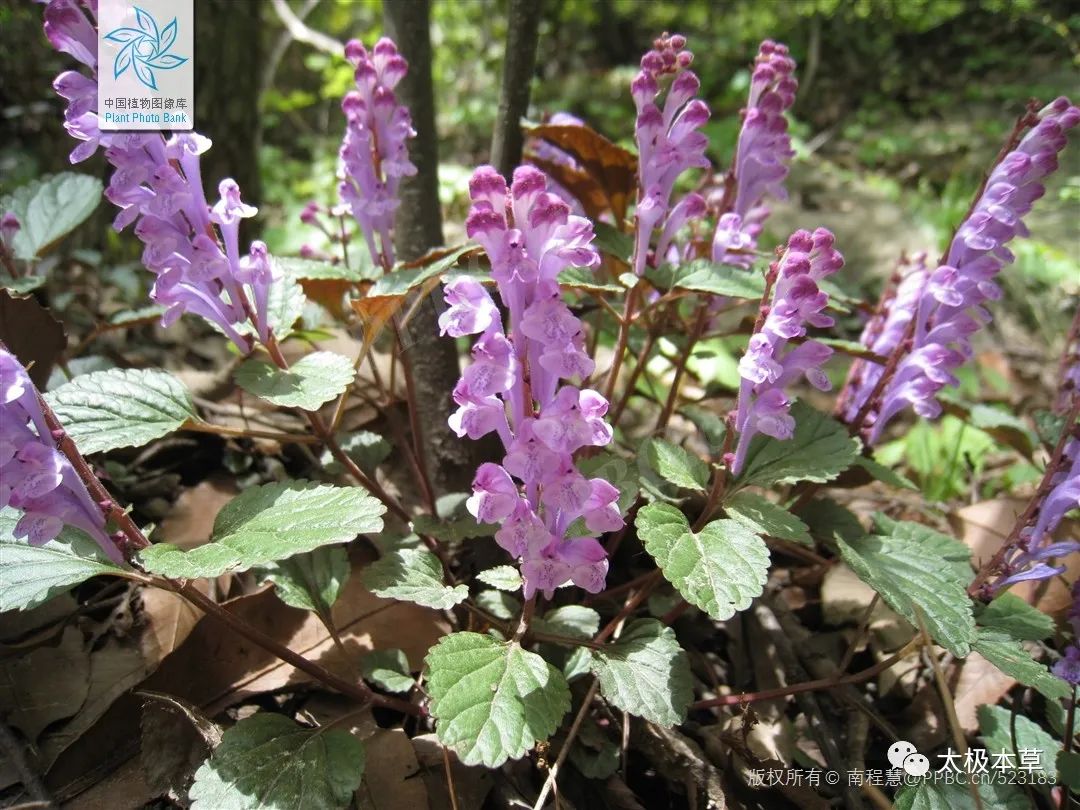 ​韩信草，当年韩信打仗带的草，能活血止痛，止血消肿