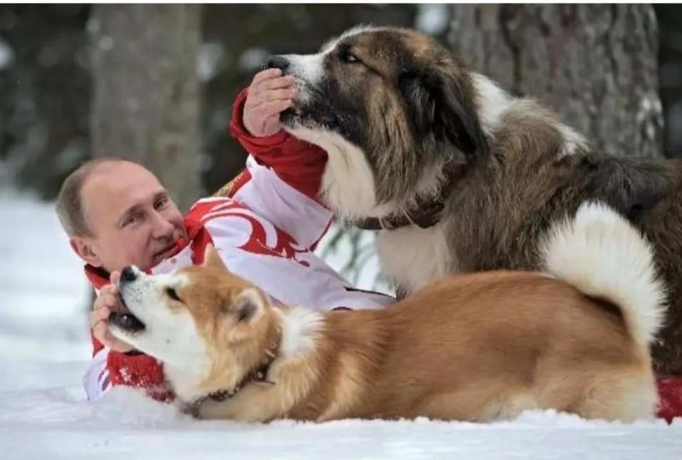 普京到底有多喜欢狗,普京为啥这么多人喜欢他