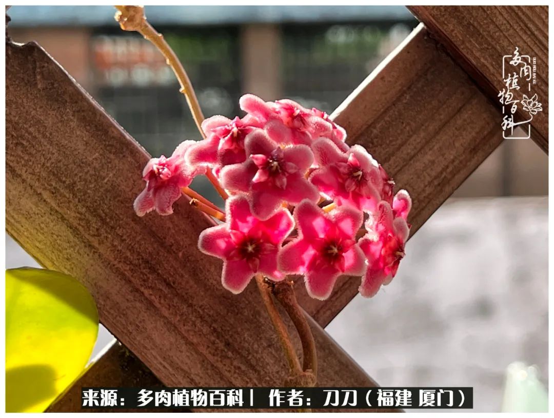 多肉夏季不好养品种有哪些,高花盆为什么养不好多肉