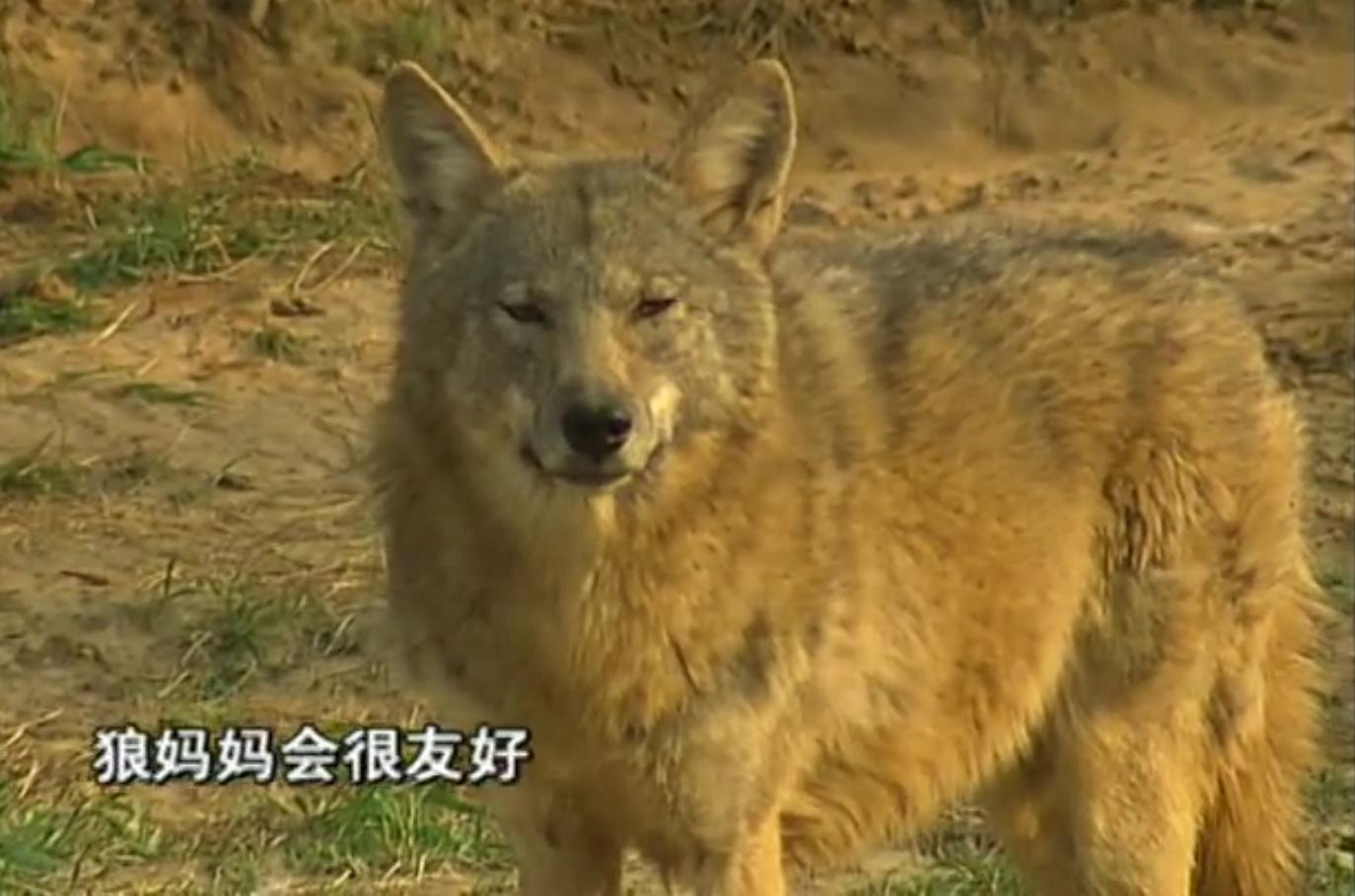 狗和狼故事简介,狗和狼的故事真实感动