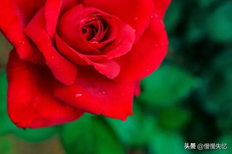 一篇美玉缀玫瑰，八首玫瑰小诗，美到令人心醉