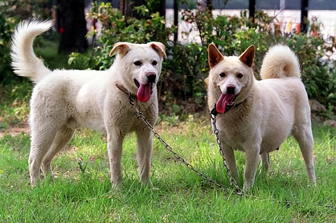 各国的国宝和国鸟都是什么,中国十大国宝珍稀鸟