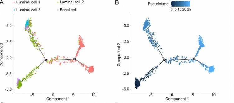 热带植物小果榕光合作用对光抑制的高敏感性