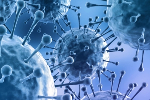 弯曲杆菌在什么地方有,弯曲杆菌有什么用