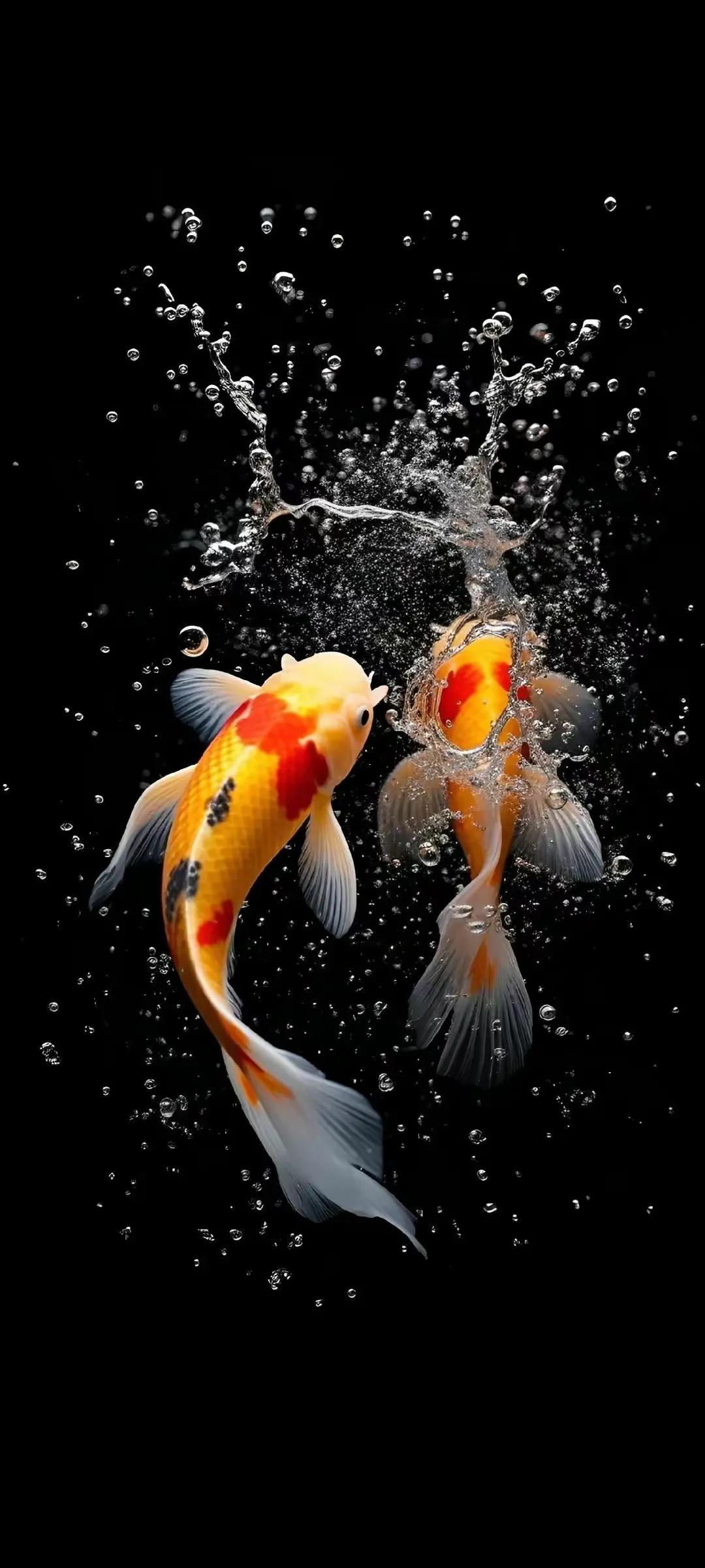 多姿多彩锦鲤图片,锦鲤鱼的照片大全大图可爱