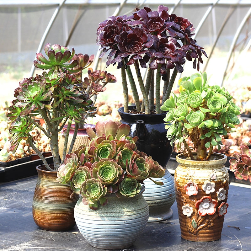 十二卷多肉的品种图鉴,100种多肉植物图片大全