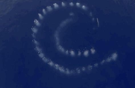 发现罕见的鲸鱼,最新发现的巨大鲸鱼