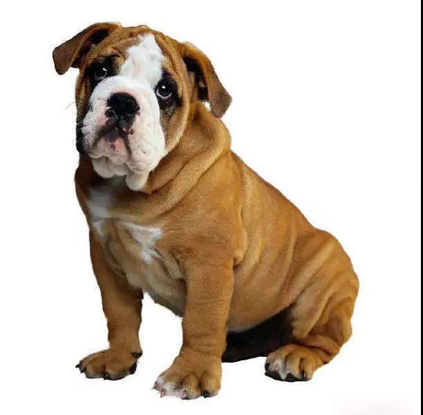 100多种名犬图片大全大图高清,100多种名犬图片大全大图