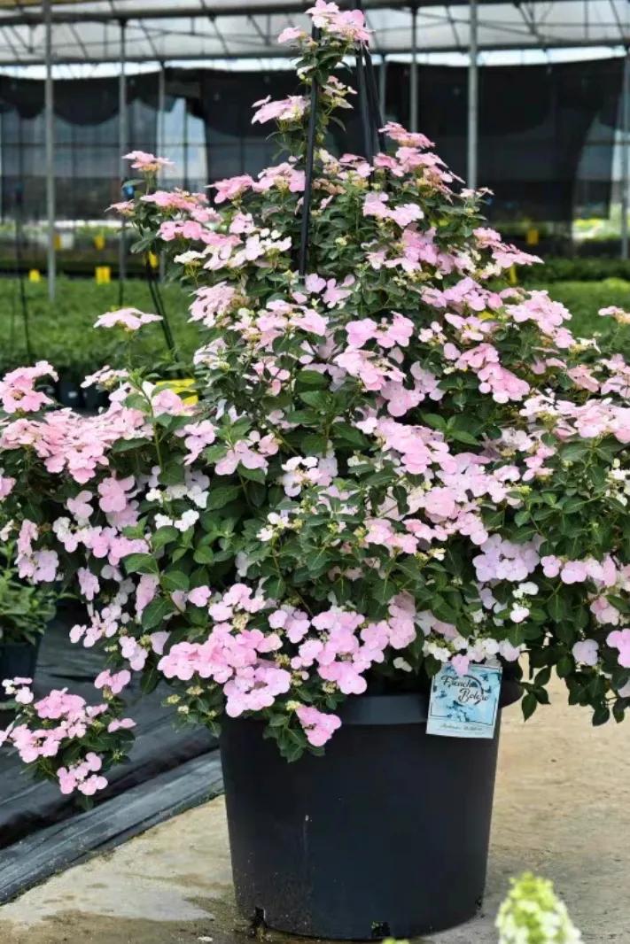 绣球花粉色落跑新娘能不能调色,落跑新娘绣球花爆花效果