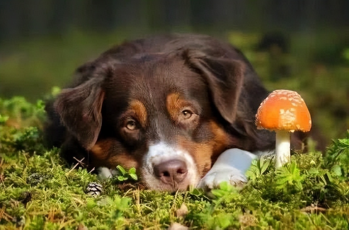 狗吃了老鼠药一般多久熬过危险期,狗误食老鼠药多久证明过了危险期
