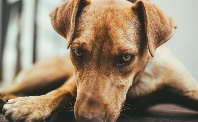 狗狗喝了双氧水怎么处理,狗狗喝了洗衣液的水怎么办