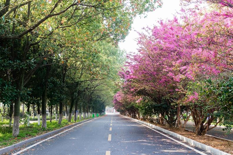 黄陂市新洲一中怎么样,武汉新洲一中与黄陂一中哪家强