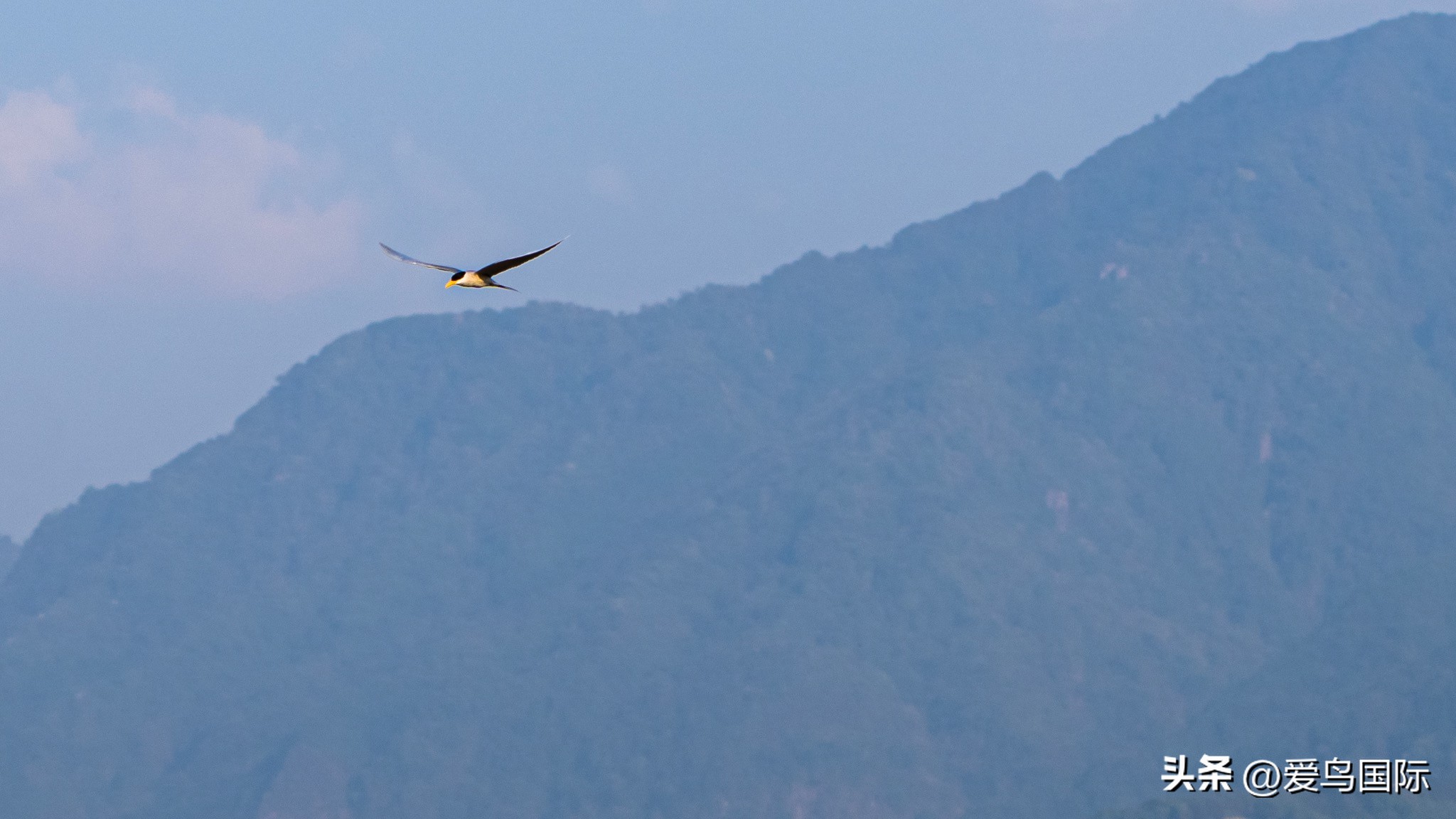 Alpha 1鸟种“加新”之旅 索尼云南拍鸟活动手记