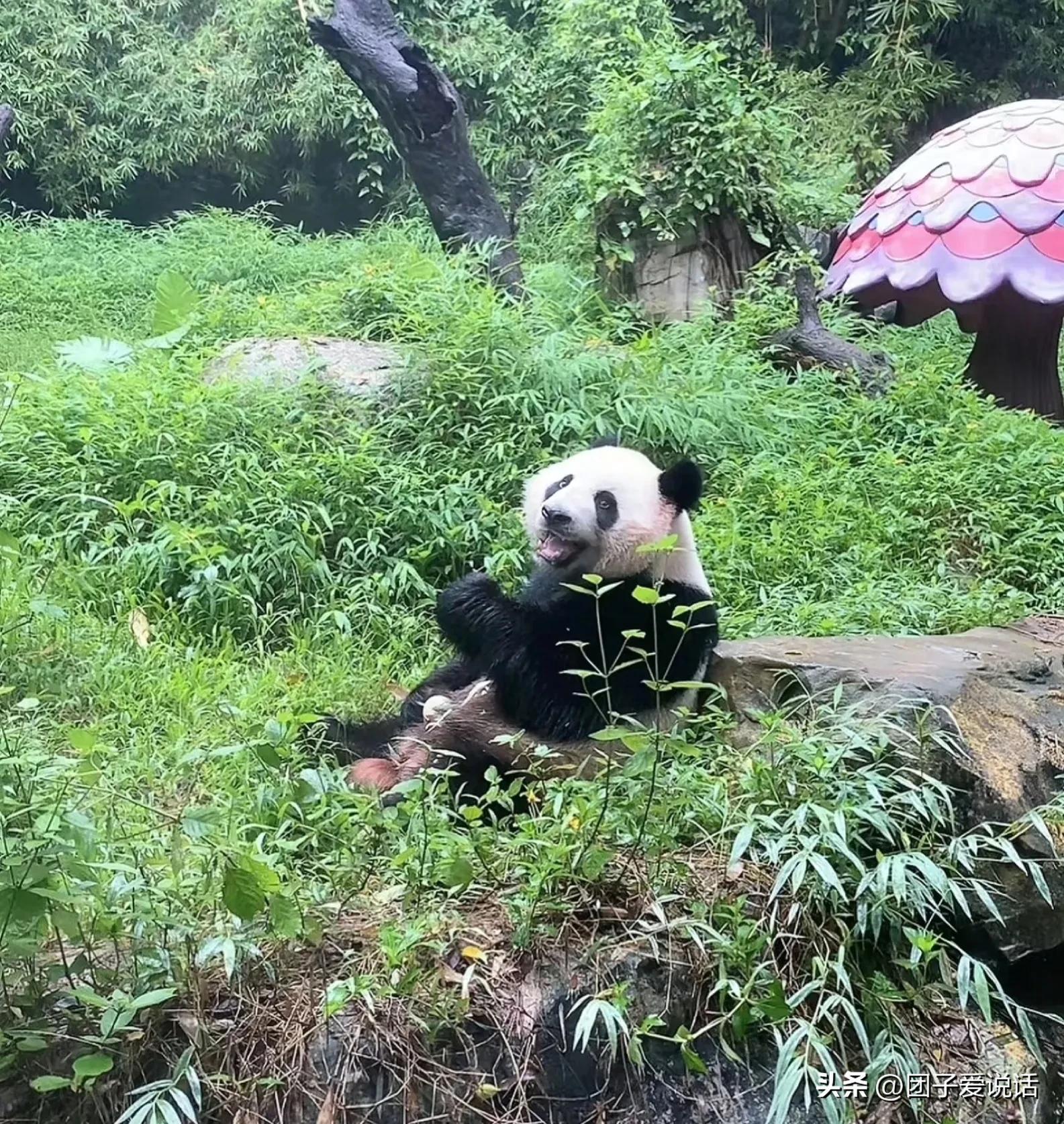 广州长隆野生动物园的大熊猫,广州长隆野生动物世界大熊猫