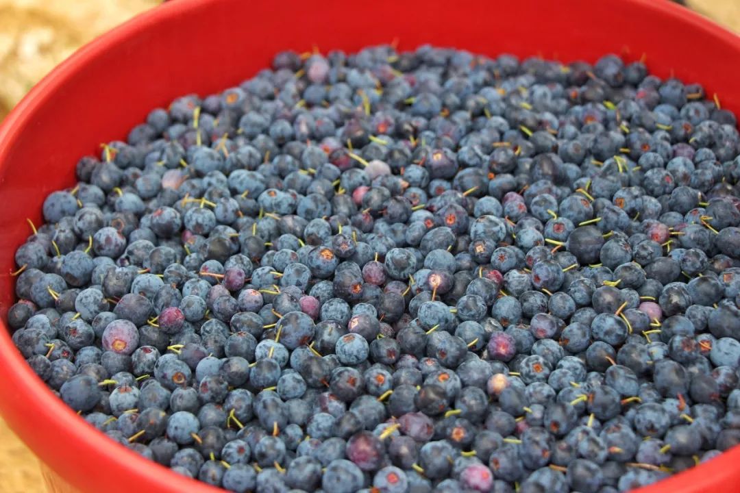 自驾俄罗斯遇到敲诈,自驾俄罗斯被勒索