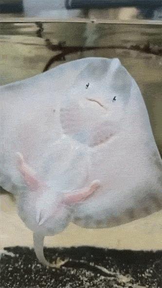 世界上最奇怪最大最恐怖的蛇图片,世界上十大恐怖诡异蛇