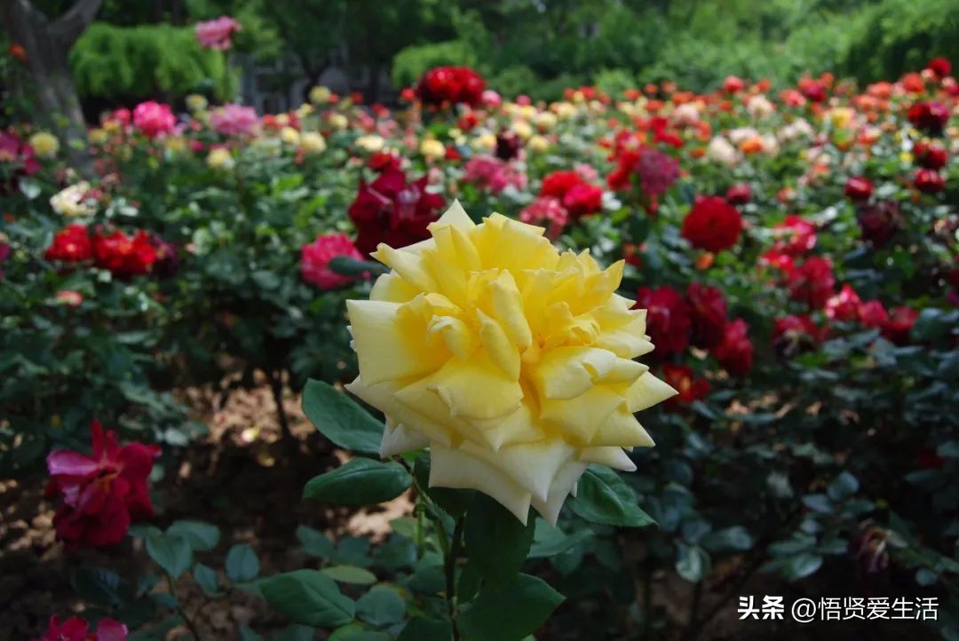 花香满屋植物,花香四溢的绿植