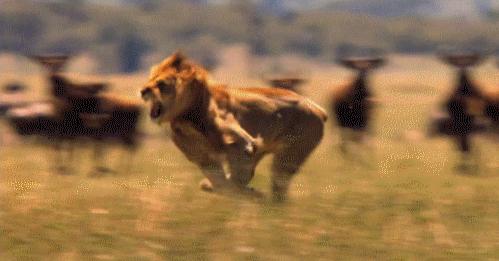 狮子为什么和老虎本性不一样,老虎和狮子一生中最大的遗憾