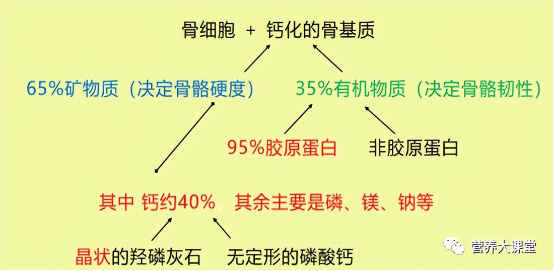 认识人体骨骼系统步骤与结论,带你了解骨骼健康