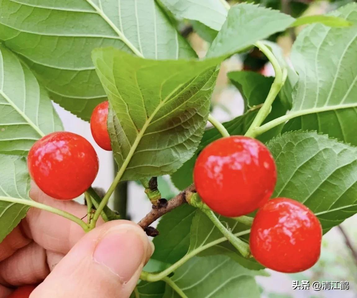 樱桃好吃树难栽完整故事,樱桃好吃树难栽家常版完整版