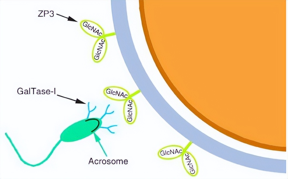 单卵双胞胎和双卵双胞胎的区别,单卵双胞胎异卵