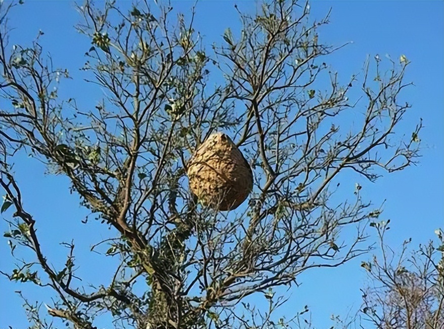 掏马蜂蜇人死亡是否承担责任,野蜂扎死羊谁承担责任