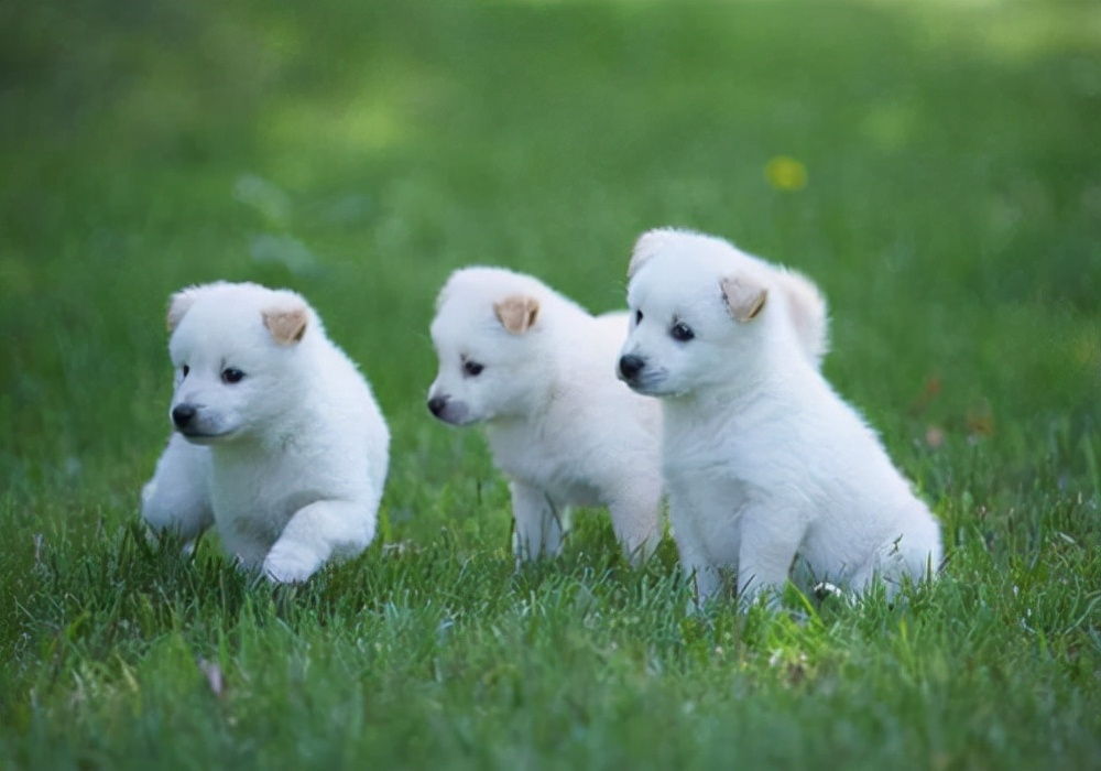 养狗必备的知识,生长期的幼犬狗用什么补钙最好