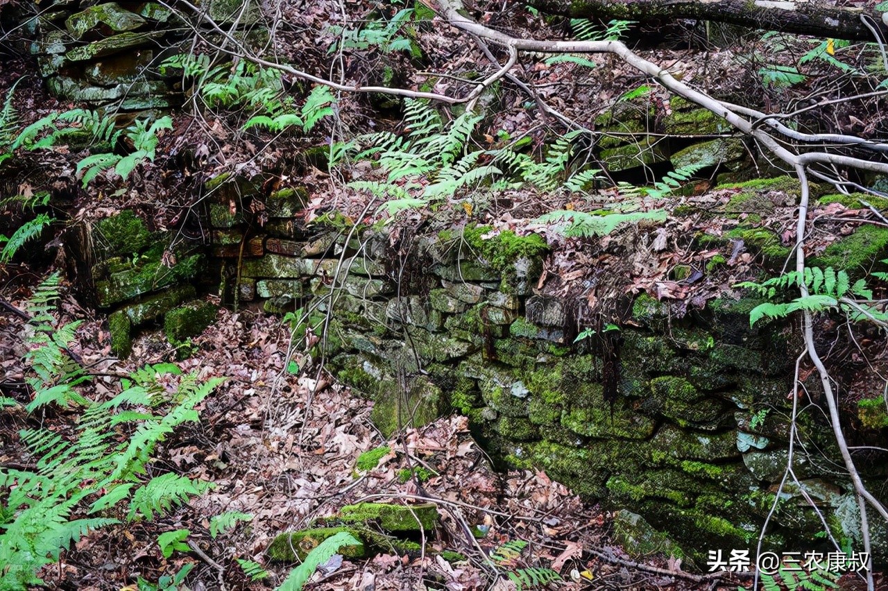 农村老家经常有蛇进来是怎么回事,农村家中频繁出现蛇