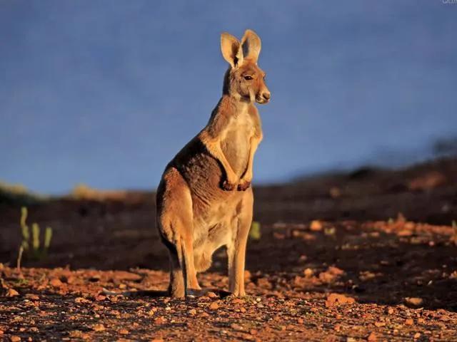 袋鼠育儿袋是生殖器官吗,雌性袋鼠的育儿袋有多大