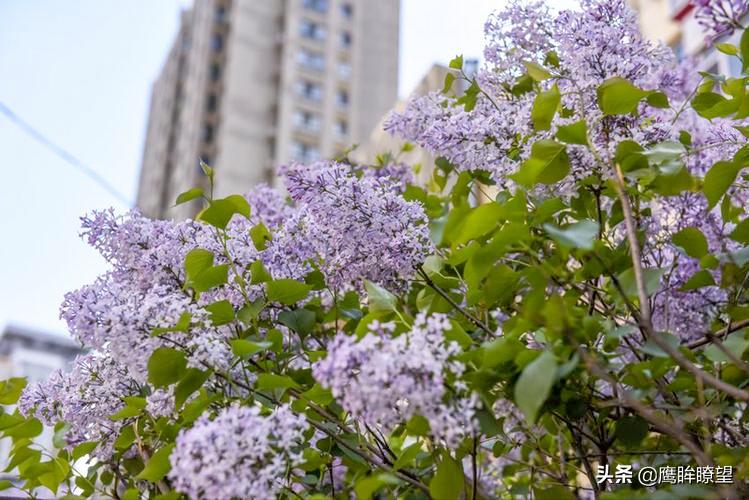 东北有座小城,东北有座城市
