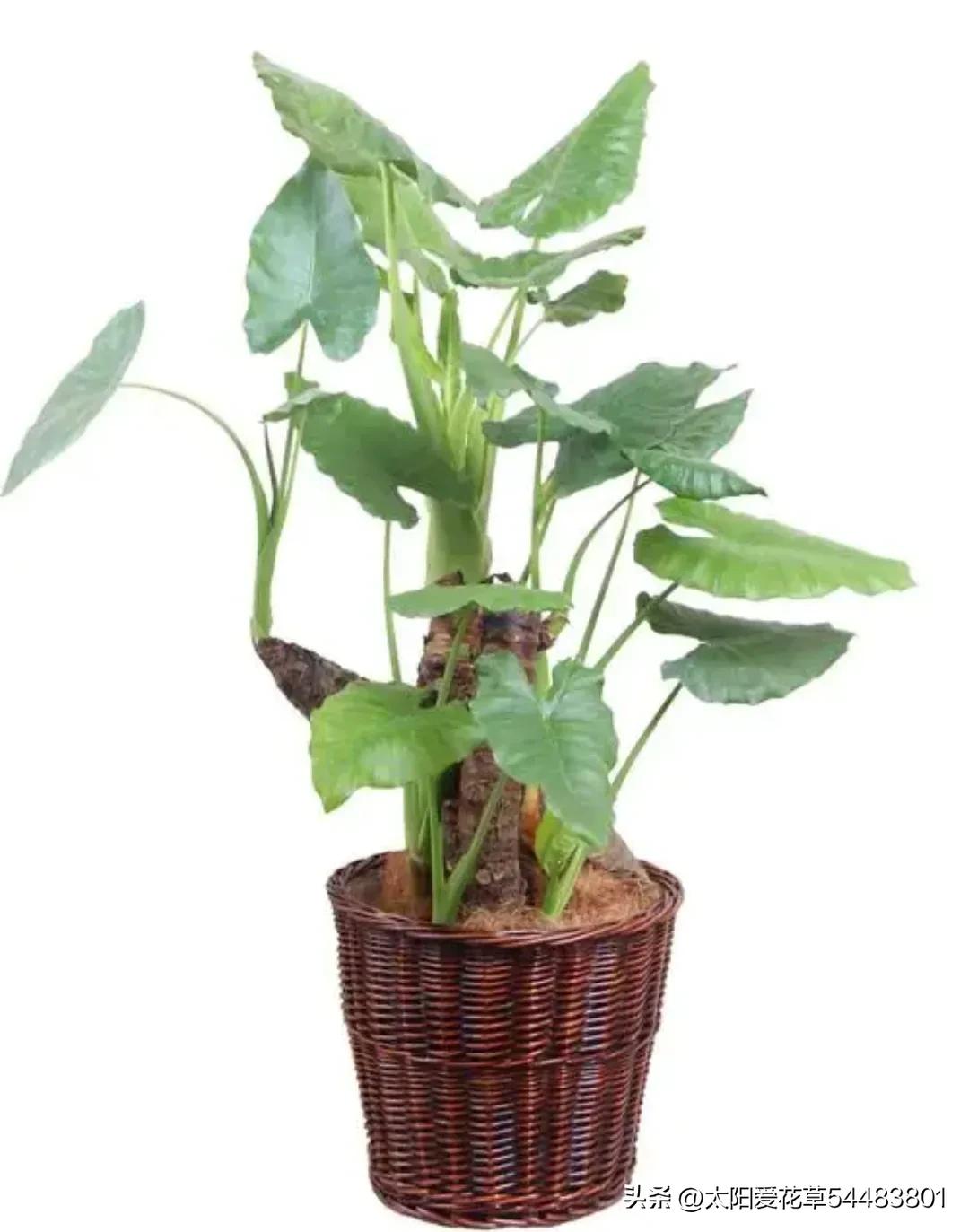 室内不宜养的十种毒花及图片,这四种家养的花有毒别当回事