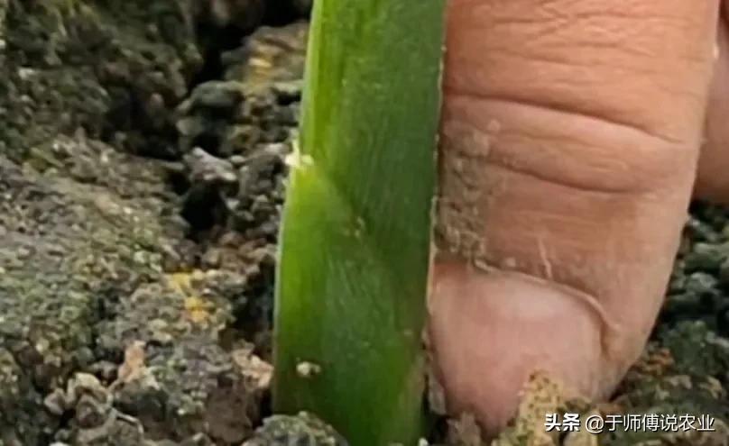 姜的种法和田间管理,大姜出齐苗后如何管理