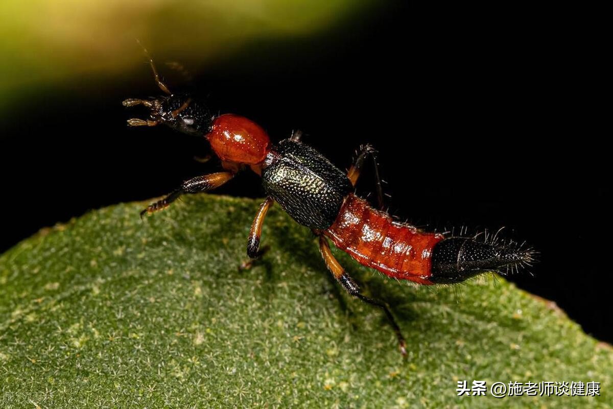 常见的虫子有哪些不能用手拍,上热搜遇到这种虫子千万别用手拍